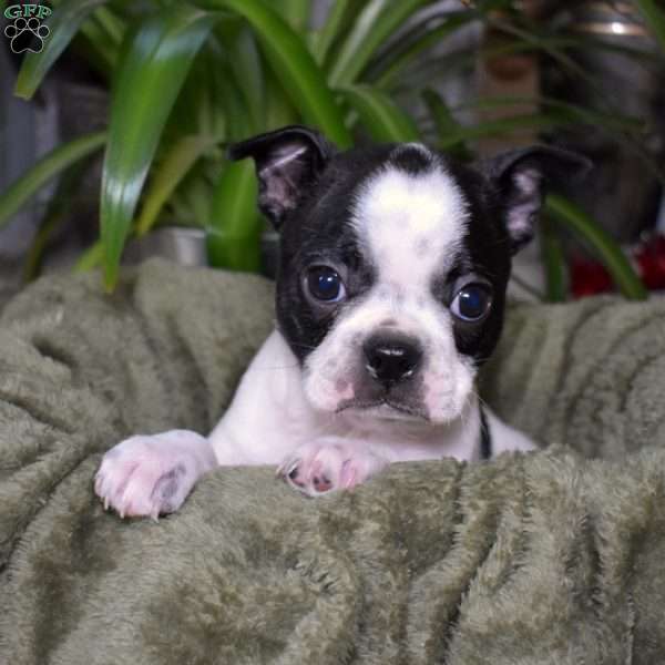 Peppermint, Boston Terrier Puppy