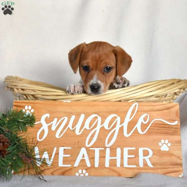 Peppermint, Jack Russell Terrier Puppy