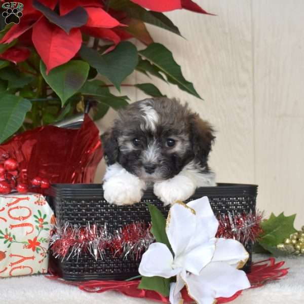 Peppermint, Havanese Puppy