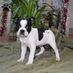 Peppermint, Boston Terrier Puppy