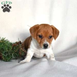 Peppermint, Jack Russell Terrier Puppy