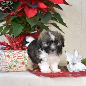 Peppermint, Havanese Puppy