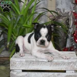 Peppermint, Boston Terrier Puppy