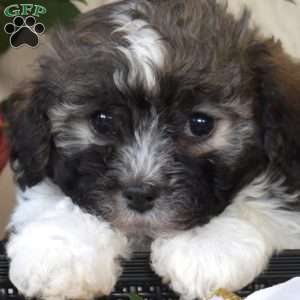 Peppermint, Havanese Puppy
