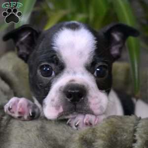 Peppermint, Boston Terrier Puppy