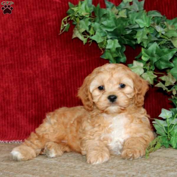 Pepsi, Cavapoo Puppy