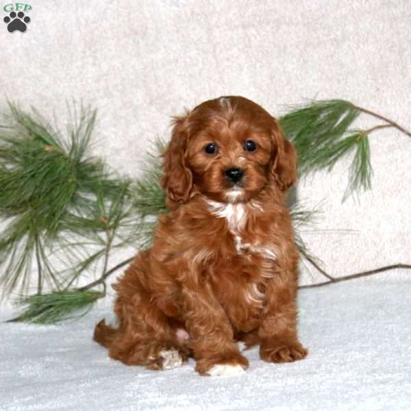 Peyton, Cavapoo Puppy