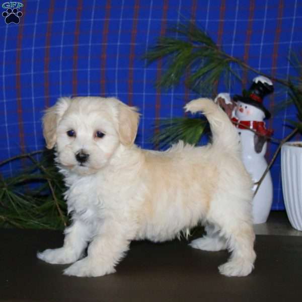 Pepsi, Maltipoo Puppy