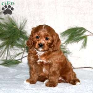 Peyton, Cavapoo Puppy