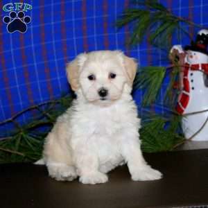 Pepsi, Maltipoo Puppy