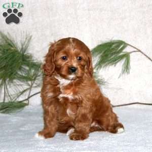 Peyton, Cavapoo Puppy