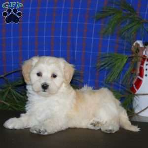 Pepsi, Maltipoo Puppy