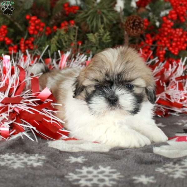 Percy, Shih Tzu Puppy