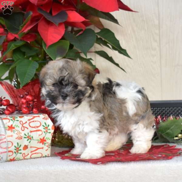 Percy, Havanese Puppy