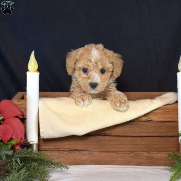 Percy, Bich-Poo Puppy