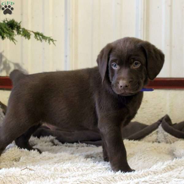 Percy, Chocolate Labrador Retriever Puppy