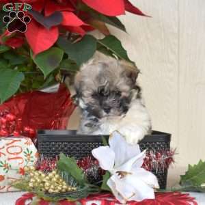 Percy, Havanese Puppy