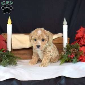 Percy, Bich-Poo Puppy