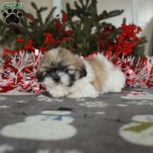 Percy, Shih Tzu Puppy