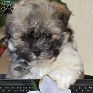 Percy, Havanese Puppy