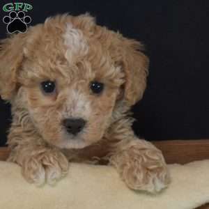 Percy, Bich-Poo Puppy