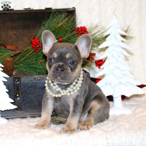 Perfect Popper, French Bulldog Puppy
