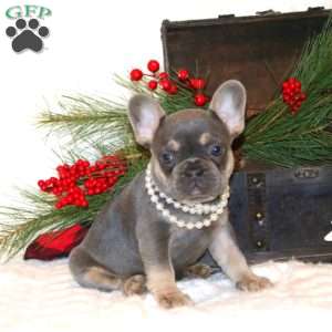 Perfect Popper, French Bulldog Puppy