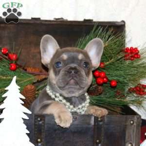 Perfect Popper, French Bulldog Puppy