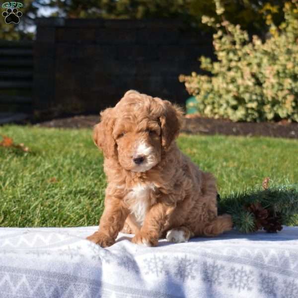 Pesto, Mini Goldendoodle Puppy