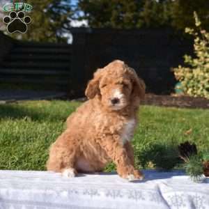 Pesto, Mini Goldendoodle Puppy