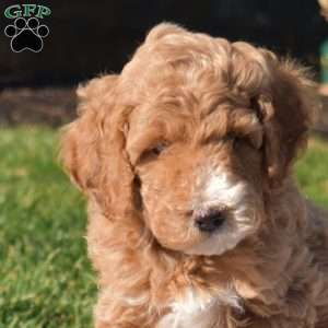Pesto, Mini Goldendoodle Puppy