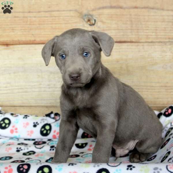 Pete, Silver Labrador Retriever Puppy