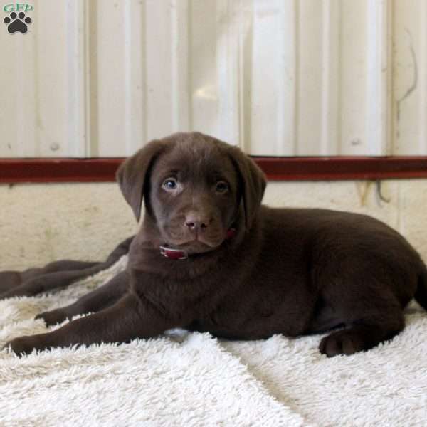 Pete, Chocolate Labrador Retriever Puppy