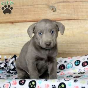 Pete, Silver Labrador Retriever Puppy