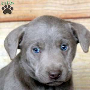 Pete, Silver Labrador Retriever Puppy
