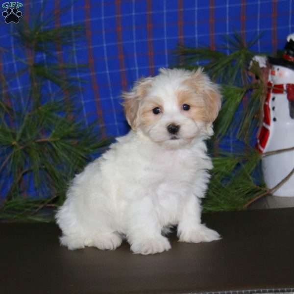 Pete, Maltipoo Puppy