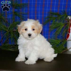 Pete, Maltipoo Puppy