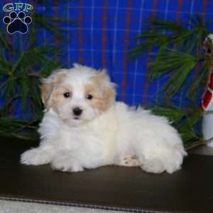Pete, Maltipoo Puppy
