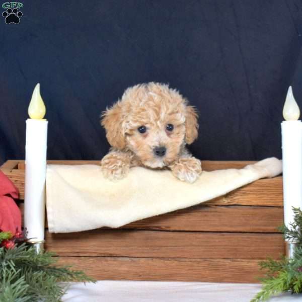 Peter, Bich-Poo Puppy