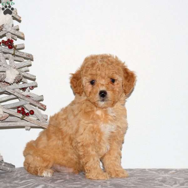 Peter, Maltipoo Puppy
