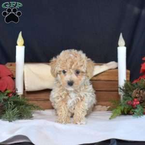 Peter, Bich-Poo Puppy