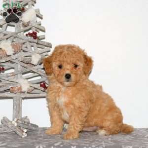 Peter, Maltipoo Puppy