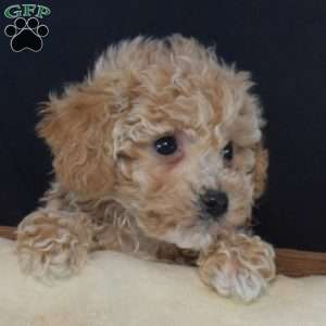 Peter, Bich-Poo Puppy