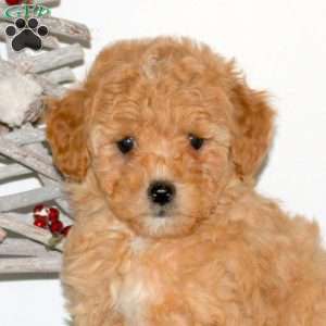 Peter, Maltipoo Puppy