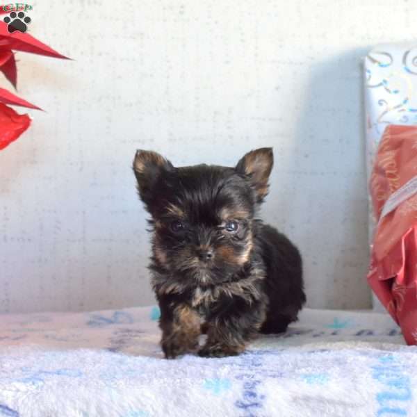 Petey, Yorkie Puppy
