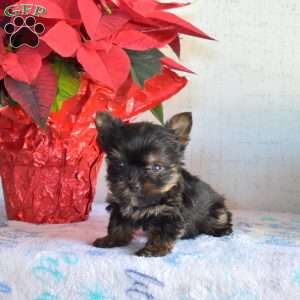Petey, Yorkie Puppy
