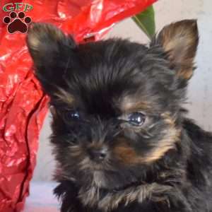 Petey, Yorkie Puppy