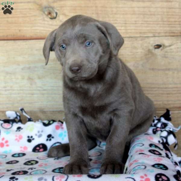 Petunia, Silver Labrador Retriever Puppy