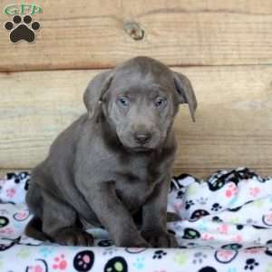Petunia, Silver Labrador Retriever Puppy