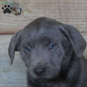 Petunia, Silver Labrador Retriever Puppy